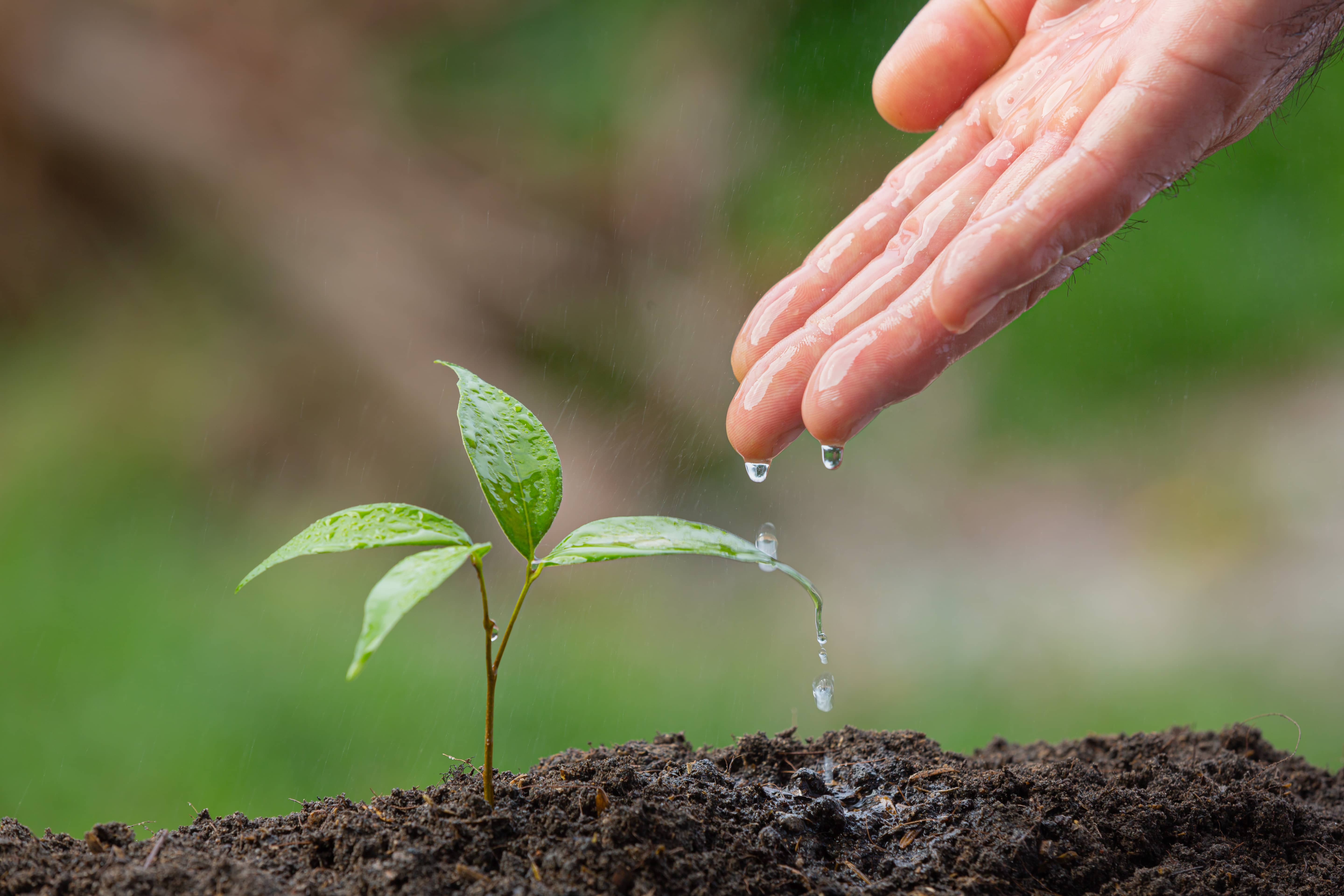 Planter avec soin :