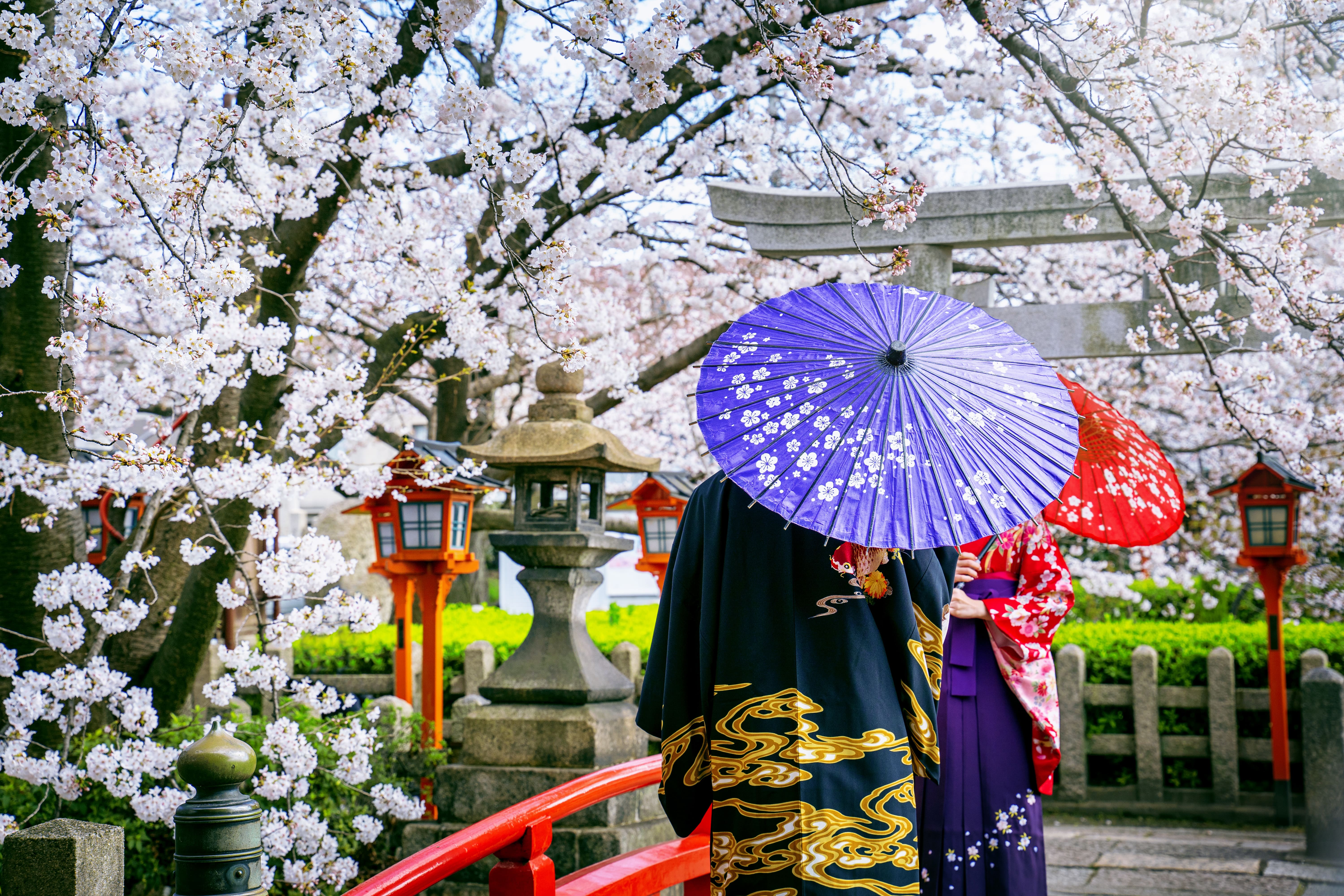 Profiter du Hanami :